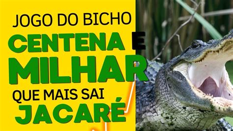 milhar do jacaré bicho